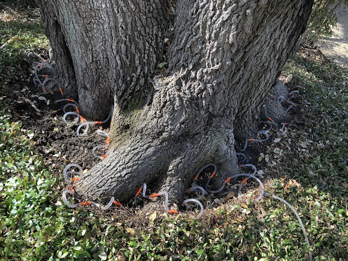 Detailed Tree Cabling and Bracing job site in Mercersburg